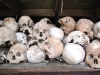 Skulls of those lost during Pol Plot's regime