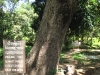 Killing Tree at Choeung Ek, where children were beat to death