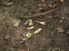 Human teeth found on the ground at Th Choeung Ek Killing Fields