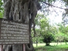 Magic Tree where A horn was hung to use to mask the cries of victims at Choeung Ek