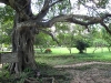 Magic Tree where A horn was hung to use to mask the cries of victims at Choeung Ek