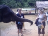 Feeding the elephants