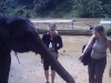 Feeding the elephants