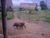 Village piggy