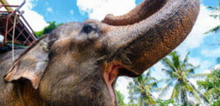 Elephant Trekking Tours
